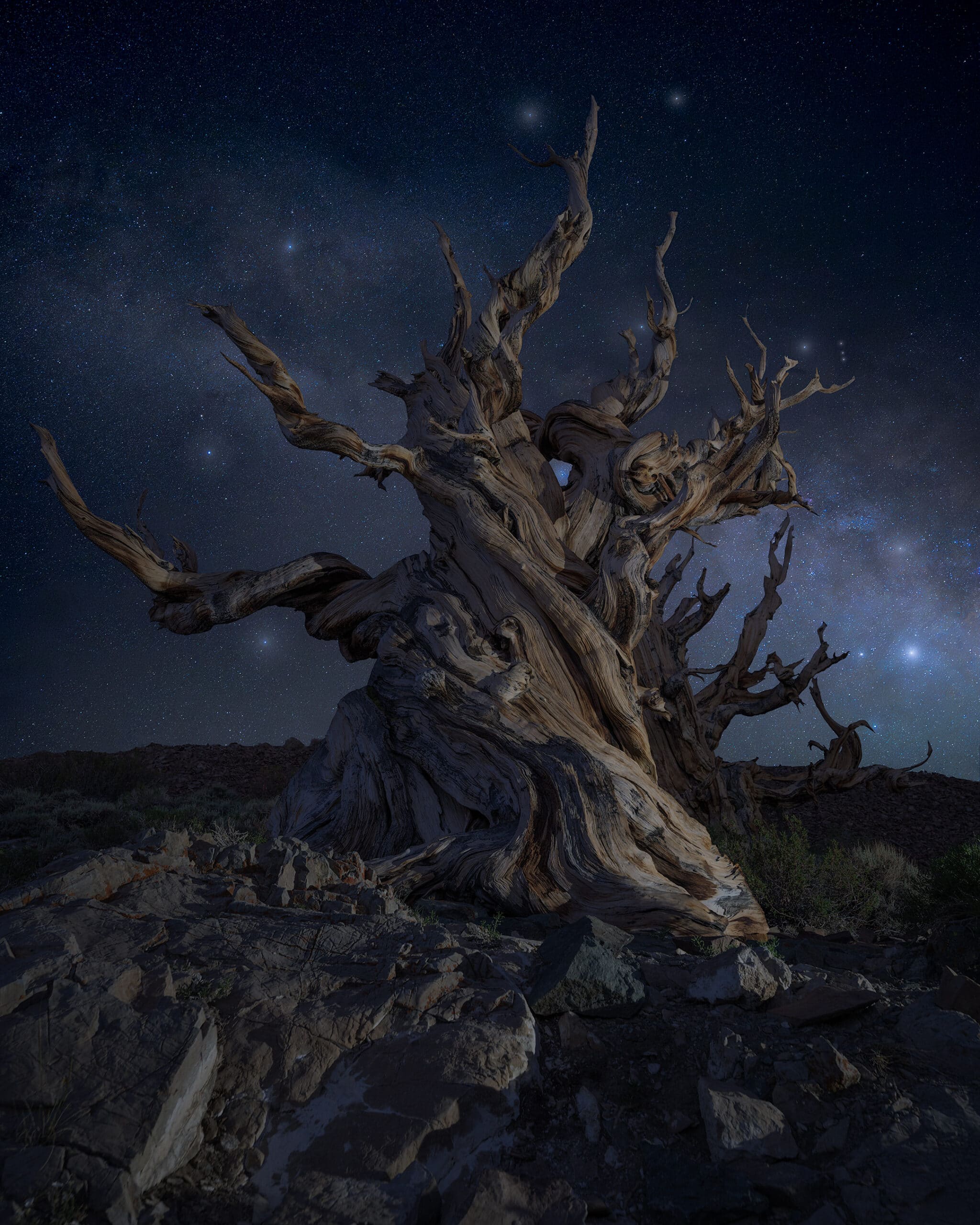 Bristlecone Pine on growing from a hill side with the Milky Way rising behind it.