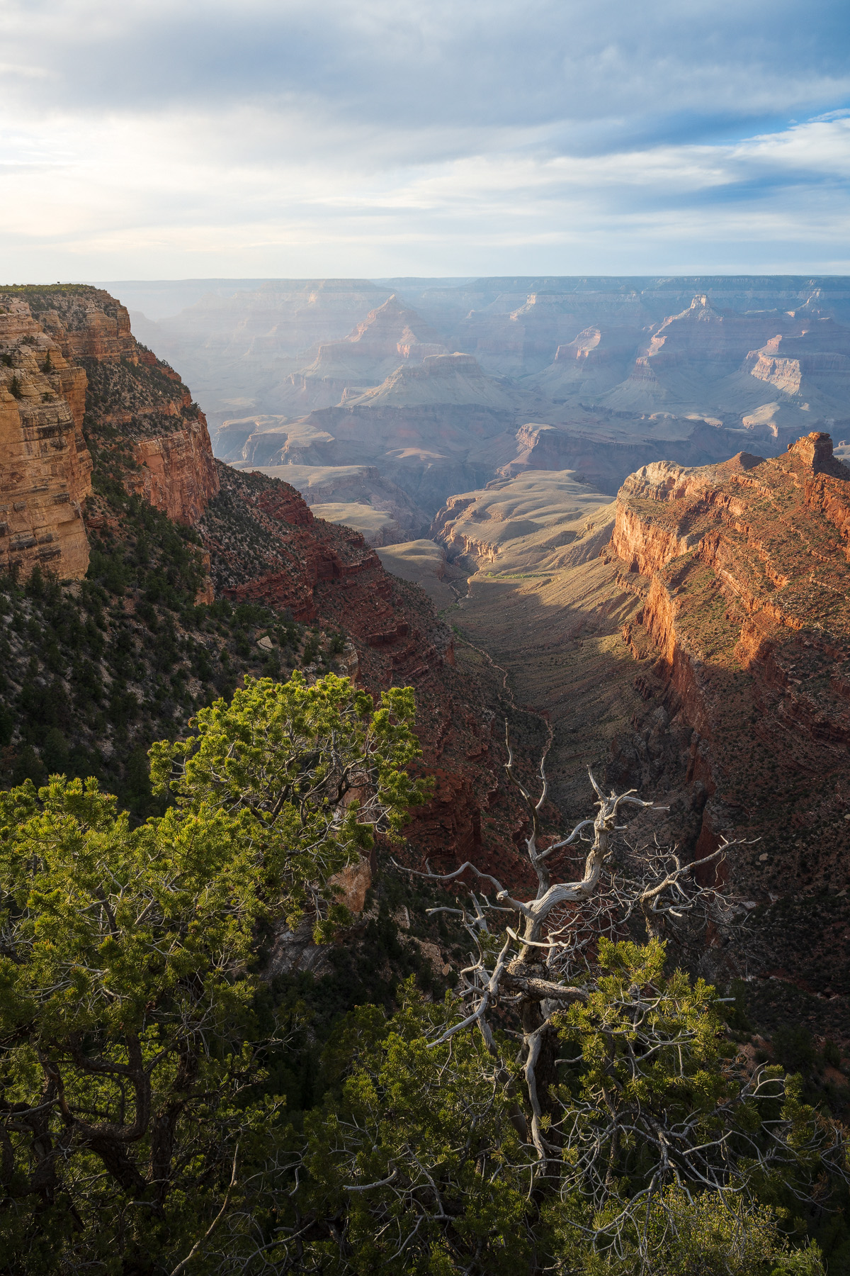 A tree on the edge of a cliff looks out into the Grand Canyon National Park.